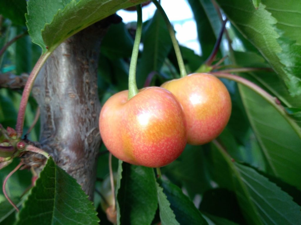 poljoprivredno gazdinstvo miroslav cicovic stari slankamen