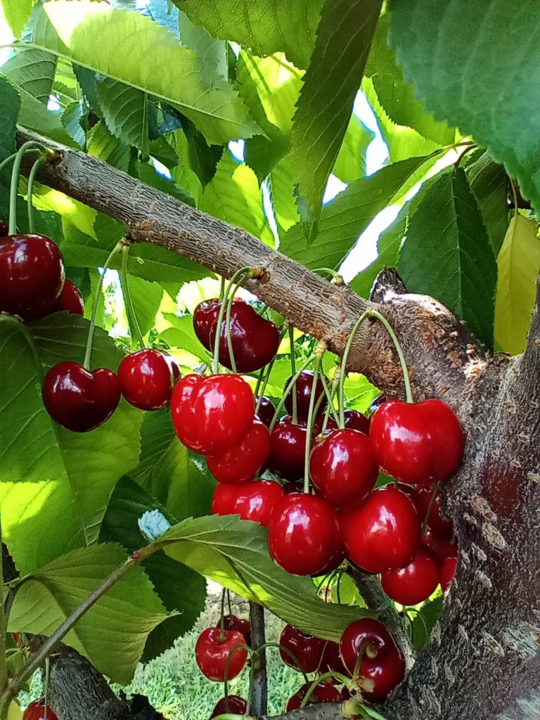 sorte trešanja regina