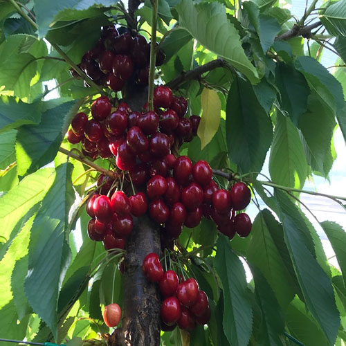 uzgoj trešanja grace star