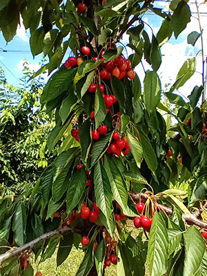 uzgoj trešanja prinos jun 2021