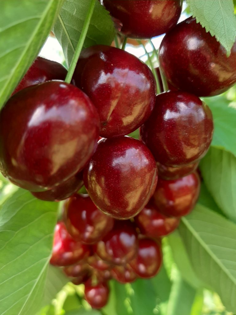 sorte trešanja ferrovia