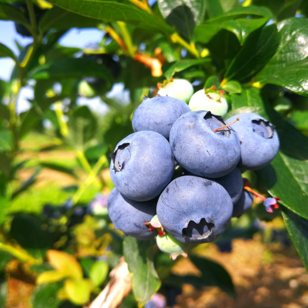 боровнице 2